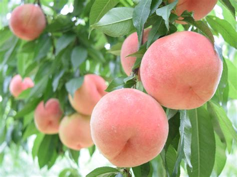 桃木樹|モモ（桃）とは｜育て方がわかる植物図鑑｜みんなの趣味の園芸